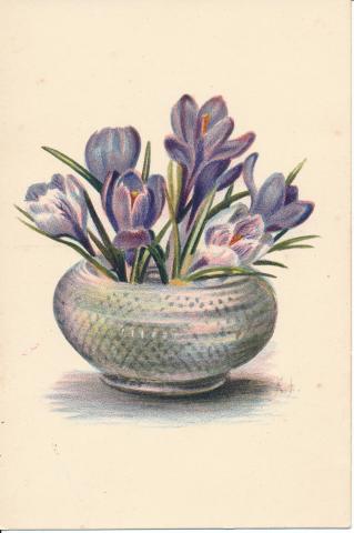 Postkort med tryk af blomstermotiv (krokus i potte) tegnet af Stine Florian omkring 1900-1910